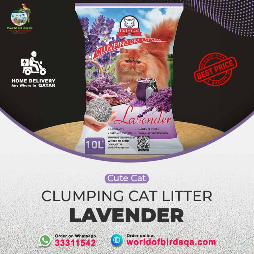 Where to Buy Cat Litter Sand in Doha, Qatar - Online & In-Store Guide