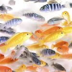African Cichlids Assorted – 5 cm | Colorful Freshwater Cichlid Fish