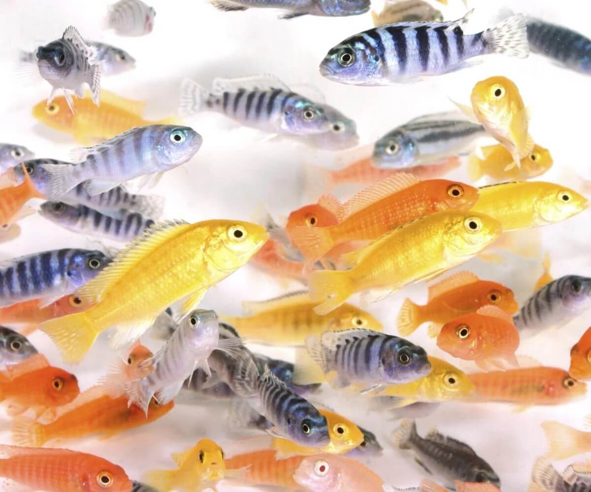 AfricanCichlidsAssorted 5cm African Cichlids Assorted – 5 cm | Colorful Freshwater Cichlid Fish - Image 1