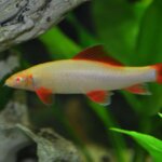 Albino Rainbow Shark – 6 cm | Active Freshwater Aquarium Fish