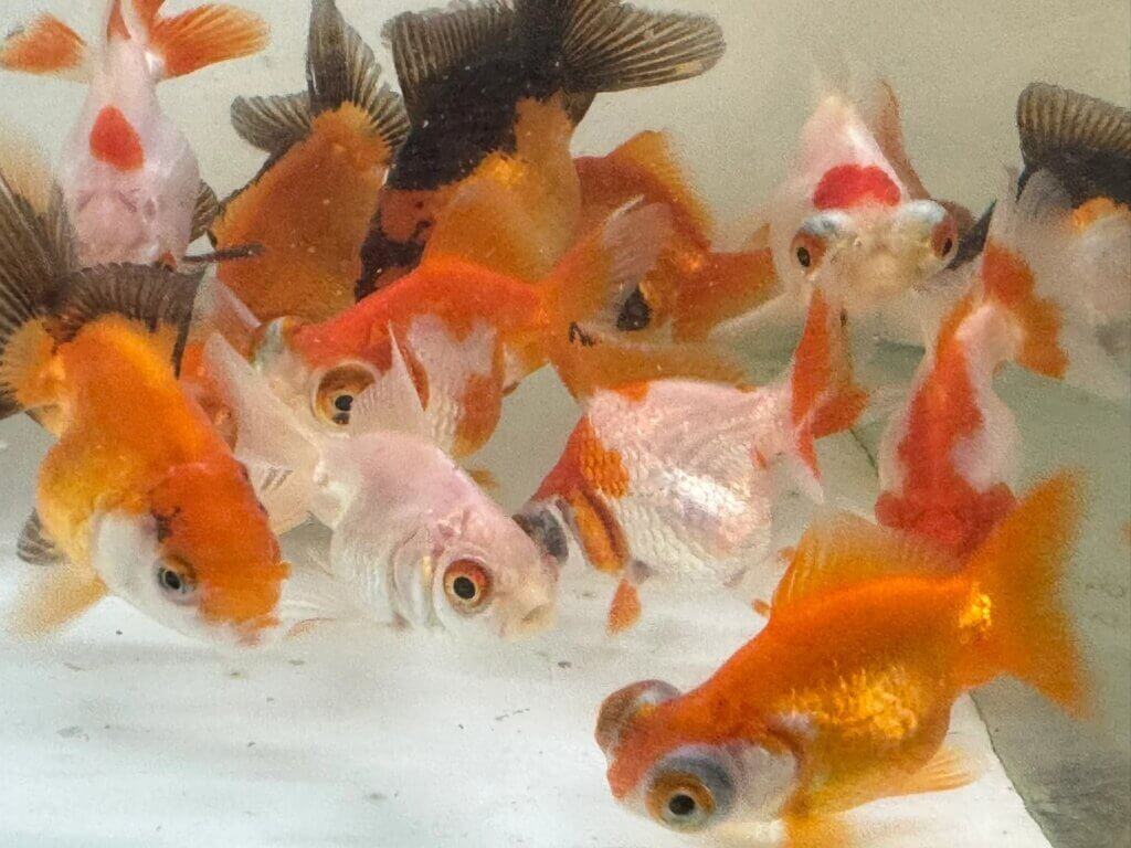 Goldfish Qatar care guide: Setup & Common Health Problems