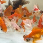 Goldfish Assorted – 6 cm | Freshwater Aquarium Fish