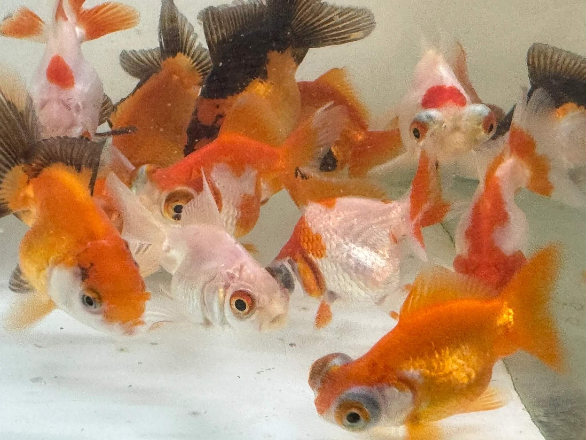 Assorted gold fish 6cm Goldfish Assorted – 6 cm | Freshwater Aquarium Fish - Image 1