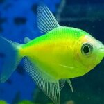 Glo Tetra Assorted Green – 3.5 cm | Fluorescent Freshwater Aquarium Fish