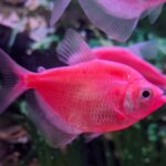 Glo Tetra Assorted Red – 3.5 cm | Fluorescent Freshwater Aquarium Fish