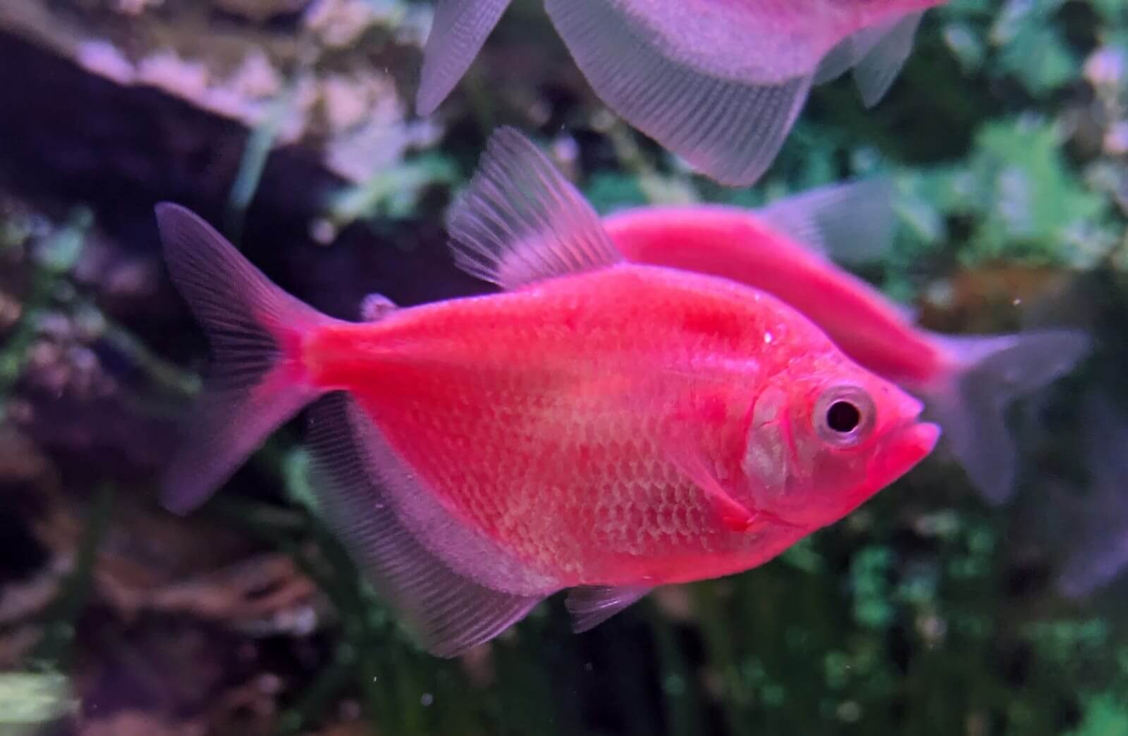 Glo tetra red 3.5cm Glo Tetra Assorted Red – 3.5 cm | Fluorescent Freshwater Aquarium Fish - Image 1