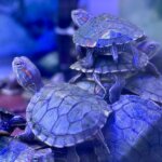Green Water Turtle – 4 cm | Juvenile Freshwater Aquarium Turtle