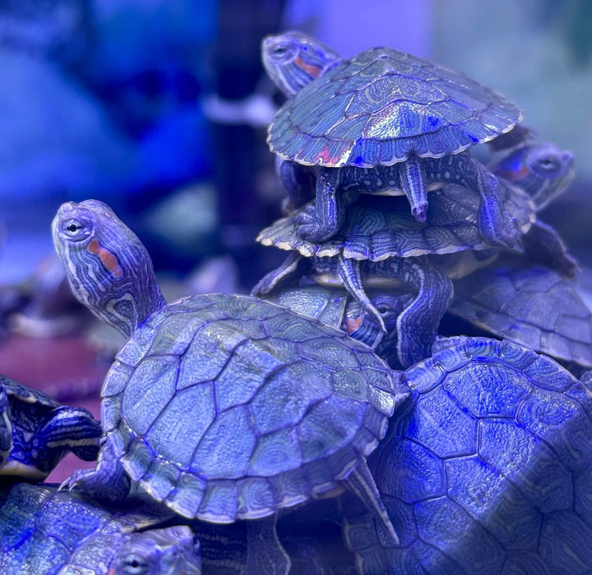 green turtle 4cm Green Water Turtle – 4 cm | Juvenile Freshwater Aquarium Turtle - Image 1