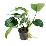 Anubias Barteri Broad leaf Potted Plant | Hardy Live Freshwater Aquarium Plant