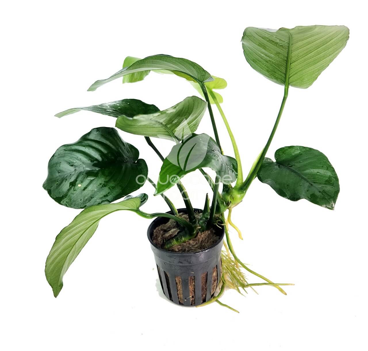 anubias barteri pot plants Anubias Barteri Broad leaf Potted Plant | Hardy Live Freshwater Aquarium Plant - Image 1