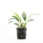 Anubias Lanceolata Potted Plant | Hardy Live Freshwater Aquarium Plant