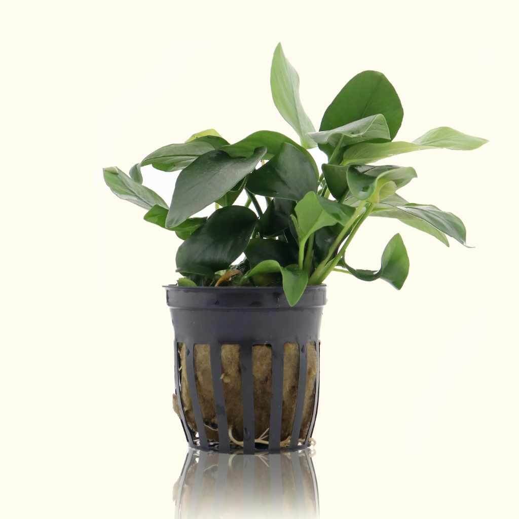 anubias-nana Anubias Nana Potted Plant | Low-Light Live Freshwater Aquarium Plant - Image 1