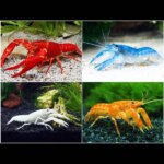 Crawfish (Crayfish) Assorted  – Medium Size | Freshwater Aquarium & Aquascape Invertebrate