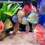 Discus Fish – 8–9 cm Assorted | Premium Freshwater Ornamental Aquarium Fish