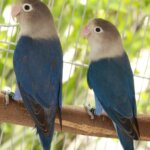 Blue Fischer Lovebirds – Adult (Assorted Size & Sex)