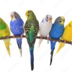 Budgies (Budgerigars) – Adult, Assorted Colours & Size | Assorted Sex Pet Birds