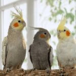 Cockatiels – Adult, Assorted Colours | Assorted Sex Pet Birds