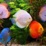 Discus Fish Assorted Colours – 11 cm | Premium Freshwater Aquarium Fish