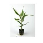Dracaena Sanderiana Potted Plant | Lucky Bamboo Style Aquarium & Indoor Plant