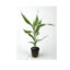 Dracaena Sanderiana Potted Plant - Lucky Bamboo