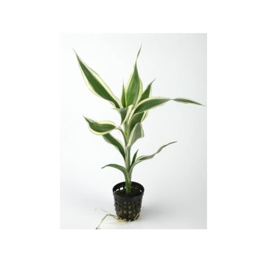 dracaena sanderiana pot plant Dracaena Sanderiana Potted Plant | Lucky Bamboo Style Aquarium & Indoor Plant - Image 1