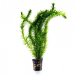 Egeria Densa Potted Plant | Live Oxygen Plant for Aquarium & Science Experiments
