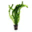 Egeria Densa Potted Plant - Live Oxygen Aquarium Plant