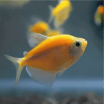 Glo Tetra Assorted Yellow – 3.5 cm | Fluorescent Freshwater Aquarium Fish