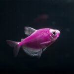 Glo Tetra Assorted Purple – 3.5 cm | Fluorescent Freshwater Aquarium Fish
