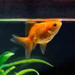 Goldfish – 3.5 cm | Juvenile Freshwater Aquarium Fish
