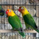 Green Fischer Lovebird – Adult | Assorted Size & Sex Pet Birds