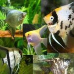 Angelfish Assorted  – 6.5 cm | Freshwater Tropical Aquarium Fish