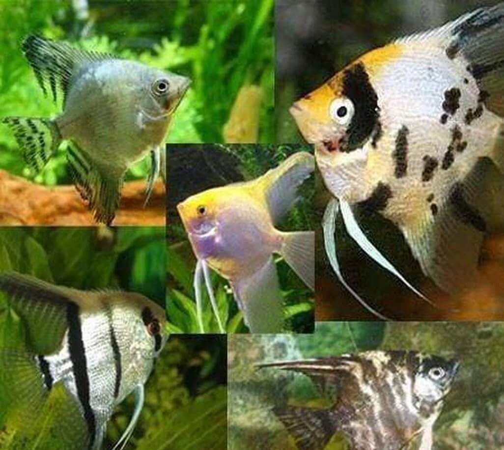 angel assorted 6.5cm Angelfish Assorted – 6.5 cm | Freshwater Tropical Aquarium Fish - Image 1