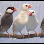 Java Sparrow – Adult, Assorted Colours | Assorted Sex Pet Birds