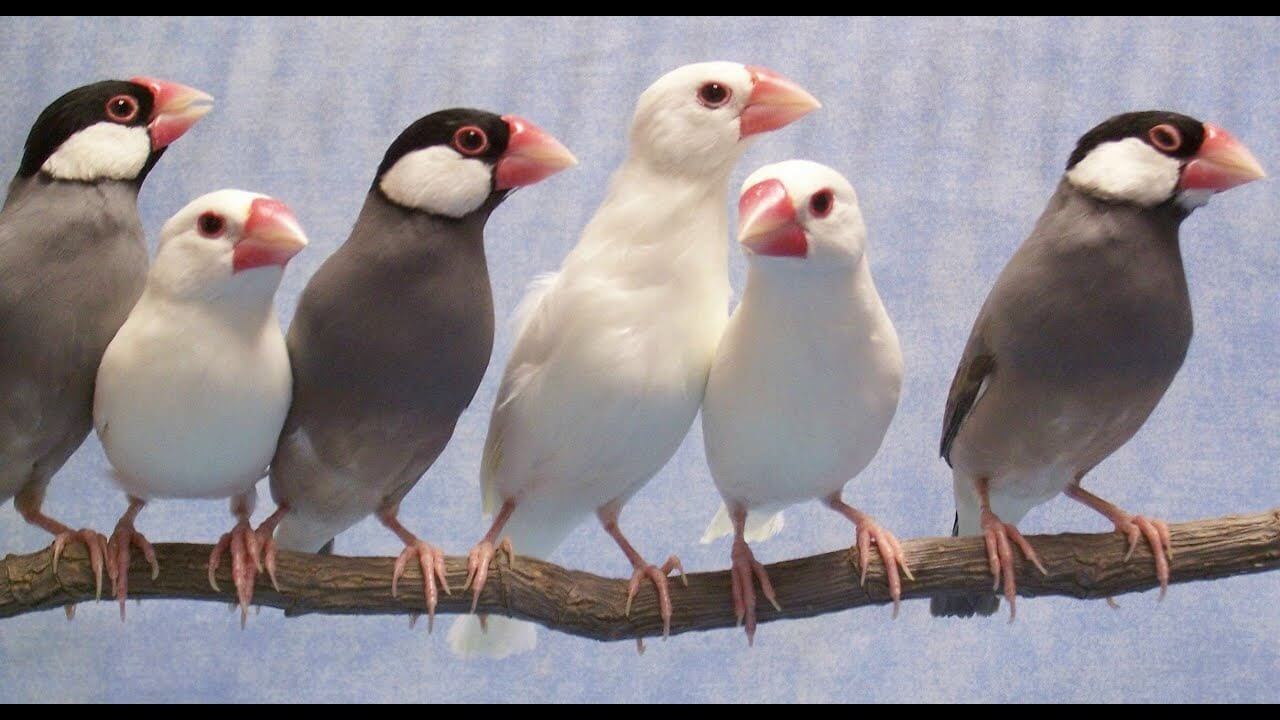 java_sparrow Java Sparrow – Adult, Assorted Colours | Assorted Sex Pet Birds - Image 1
