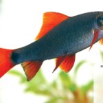Rainbow Shark – 6 cm | Active Freshwater Aquarium Fish