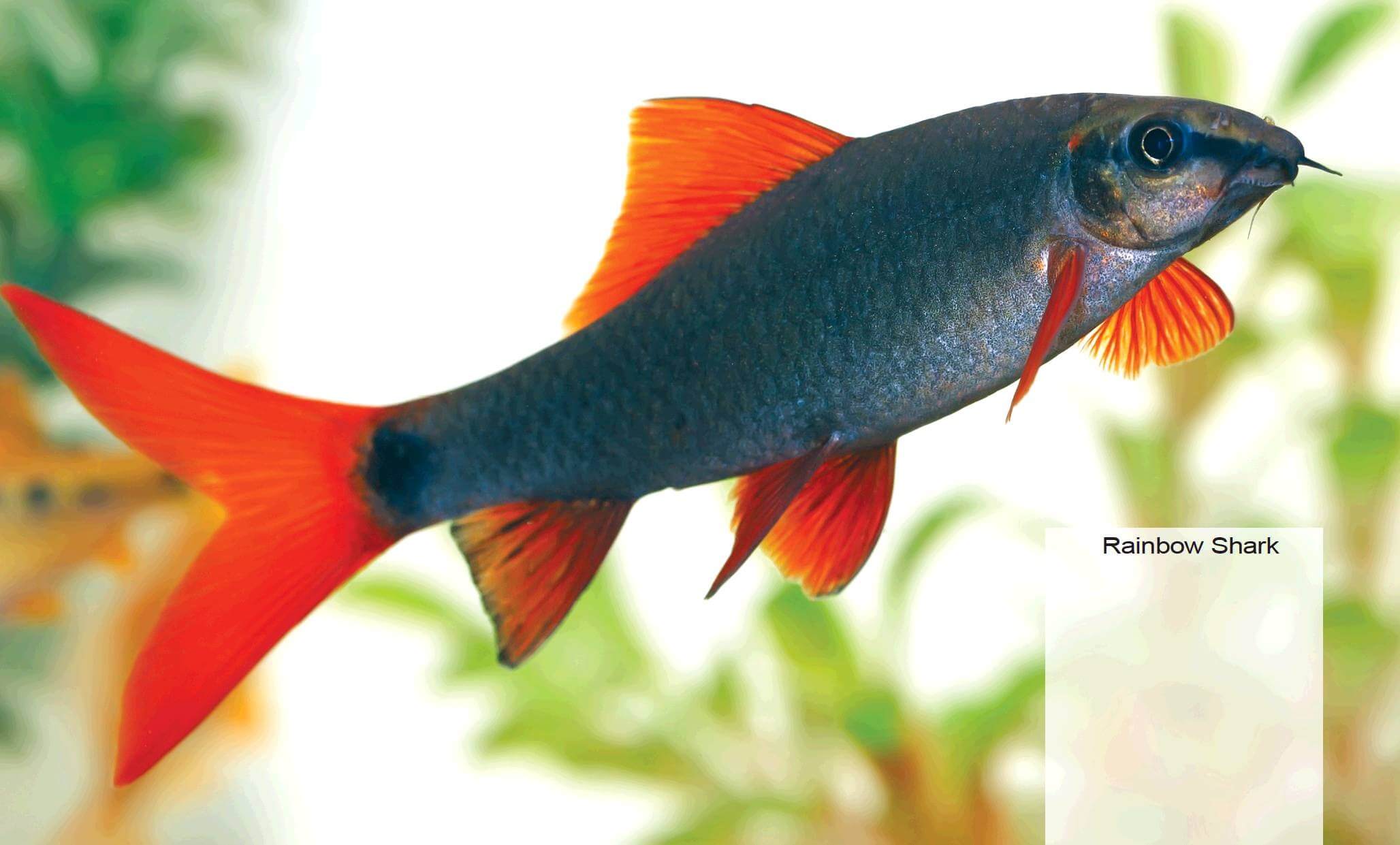 rainbow shark 6cm Rainbow Shark – 6 cm | Active Freshwater Aquarium Fish - Image 1