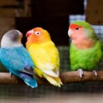 Rosy-Faced Lovebirds – Adult, Assorted Colours | Assorted Sex Pet Birds