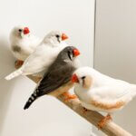 Zebra Finch – Adult, Assorted Colours | Assorted Sex Cage Birds