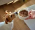 5 Common Feeding Mistakes Dog Owners Make In Qatar