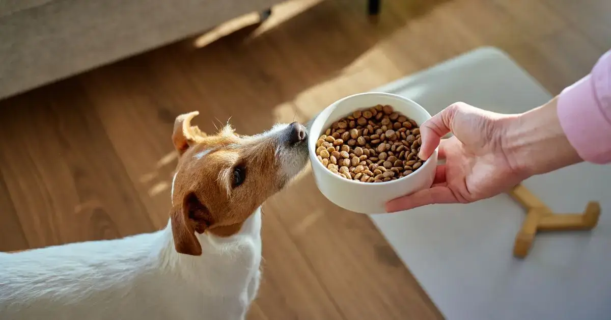 5 Common Feeding Mistakes Dog Owners Make In Qatar