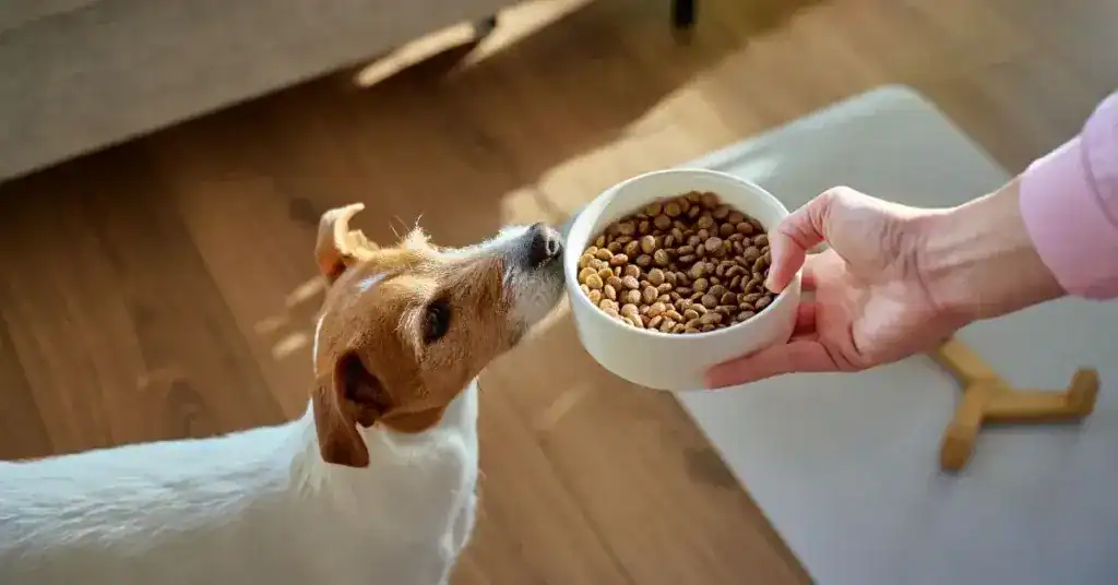 10 Best Healthy Dog Food Available in Qatar