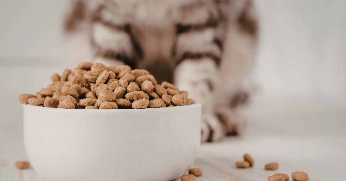 Is Dry Food Bad for Cats