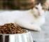 Pet Food in Qatar: Simple Guide to Healthy Nutrition for Pets