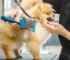 Dog Grooming Tips Every Pet Owner Should Know