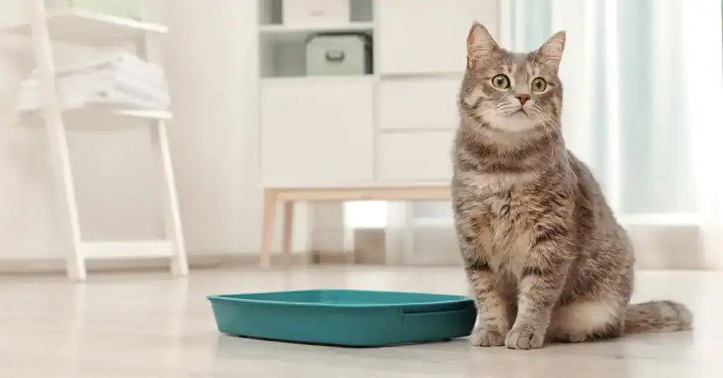 5 Secrets To Keep Your Indoor Cat Happy And Stimulated In Qatar