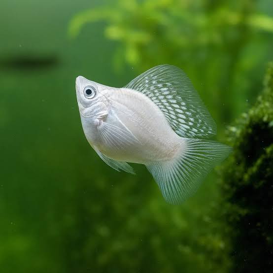 Community fish Qatar: Balloon Molly and Platy care guide