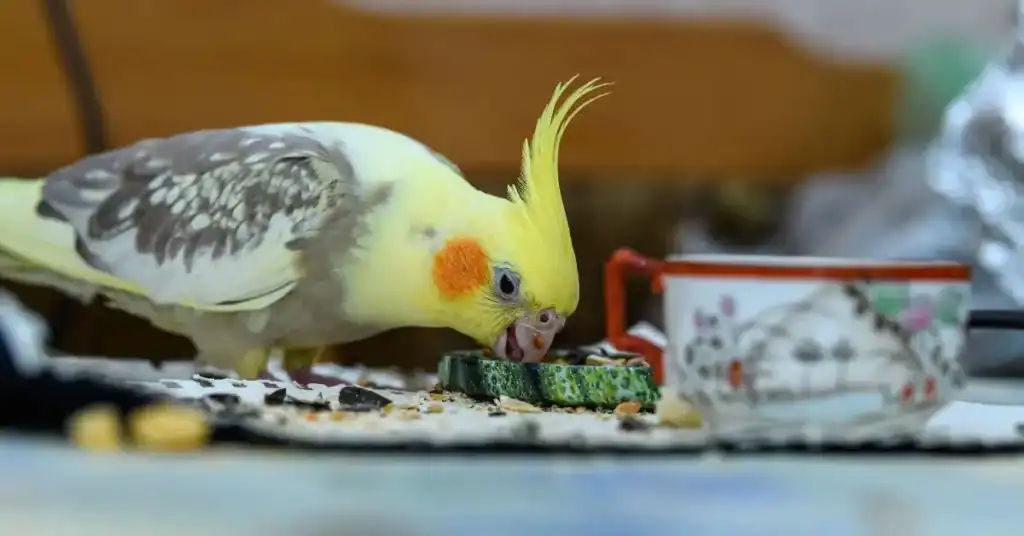 Essential Bird Feeding Accessories: Every Bird Owner in Qatar Should Have