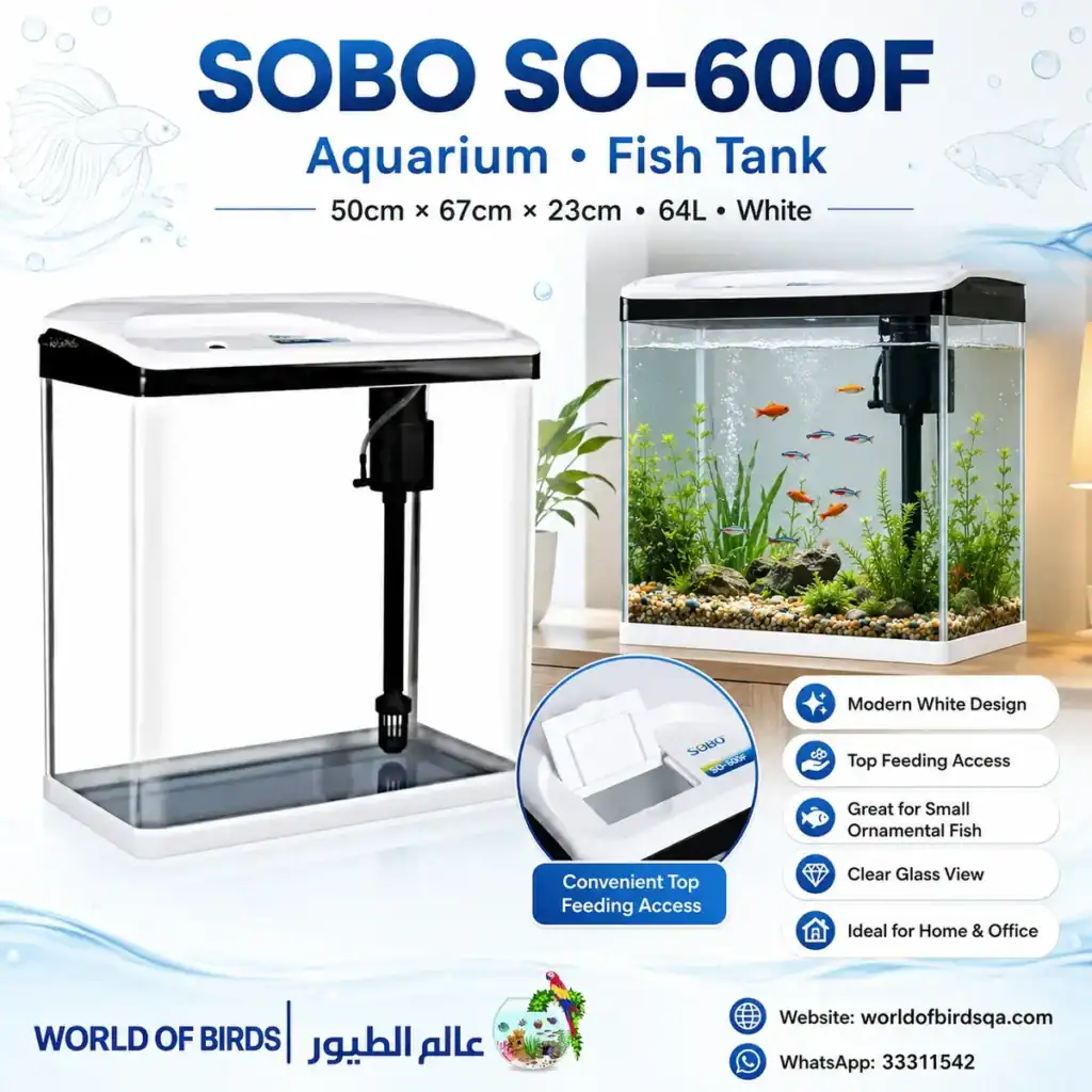 Aquarium Tank Qatar: Best Beginner Tanks in 2026