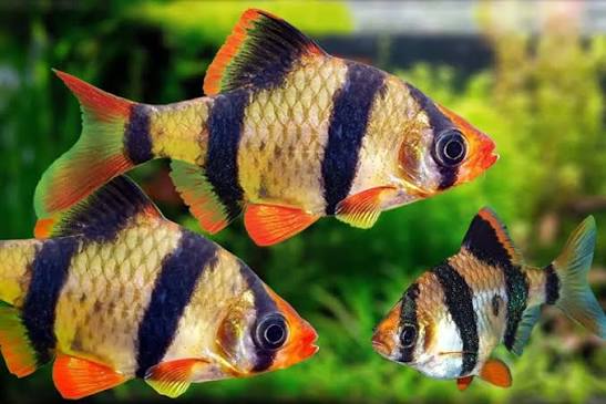 Tiger Barb- beginner aquarium fish Qatar